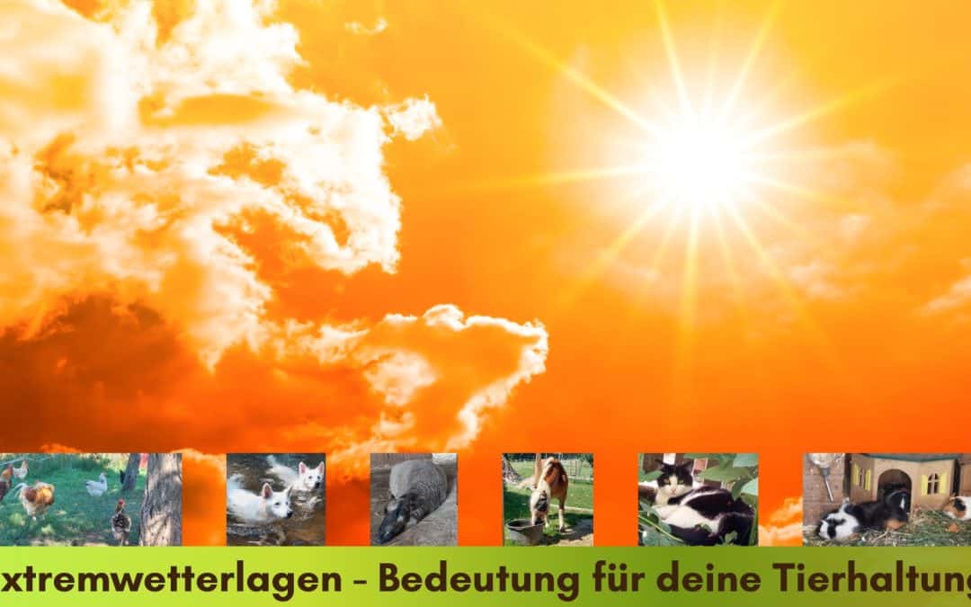 Extremwetterlagen – was bedeutet das für die Tierhaltung?