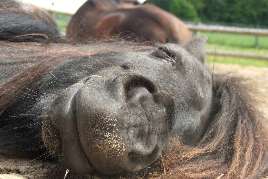 Pony Pedi liegt im Sand und hat ein Lachen im Gesicht
