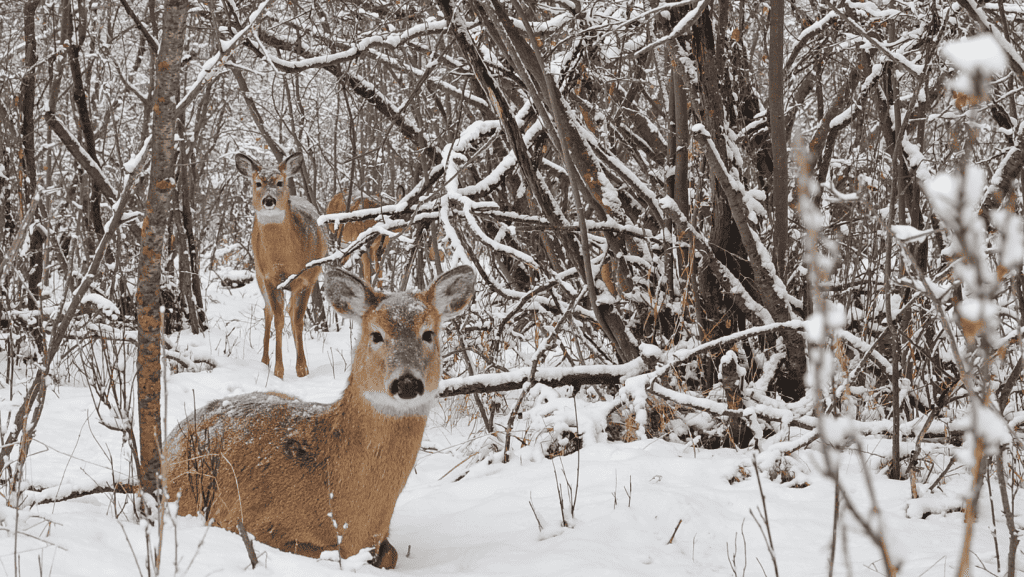 Zwei Rehe ruhen im verschneiten Wald und sehen friedlich in die Kamera