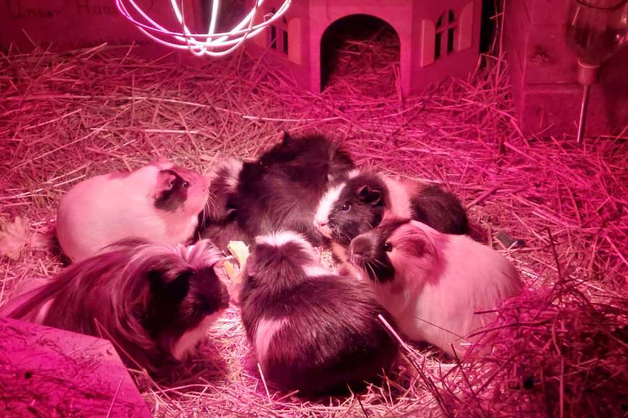 6 Meerschweinchen stehen im Kreis unter einer Wärmelampe in ihrem Holzhaus