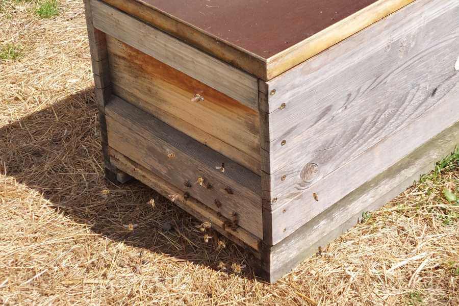 Ein Bienenkasten aus Holz aus dem viele Bienen herausfliegen.