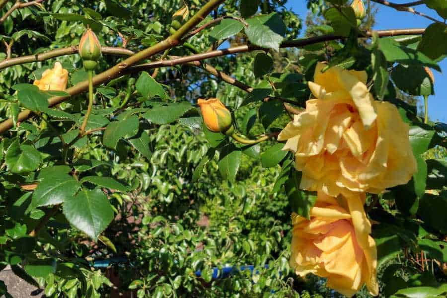 Am Rosenbogen im Bauerngarten sind viele Rosenknospen und gelbe Rosen.