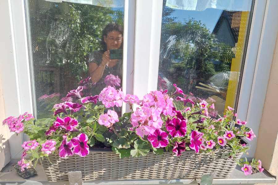 Marianne macht ein Foto vom Blumenkasten am Küchenfenster. Lila, pink und rosa Sommerblumen sind darin. 