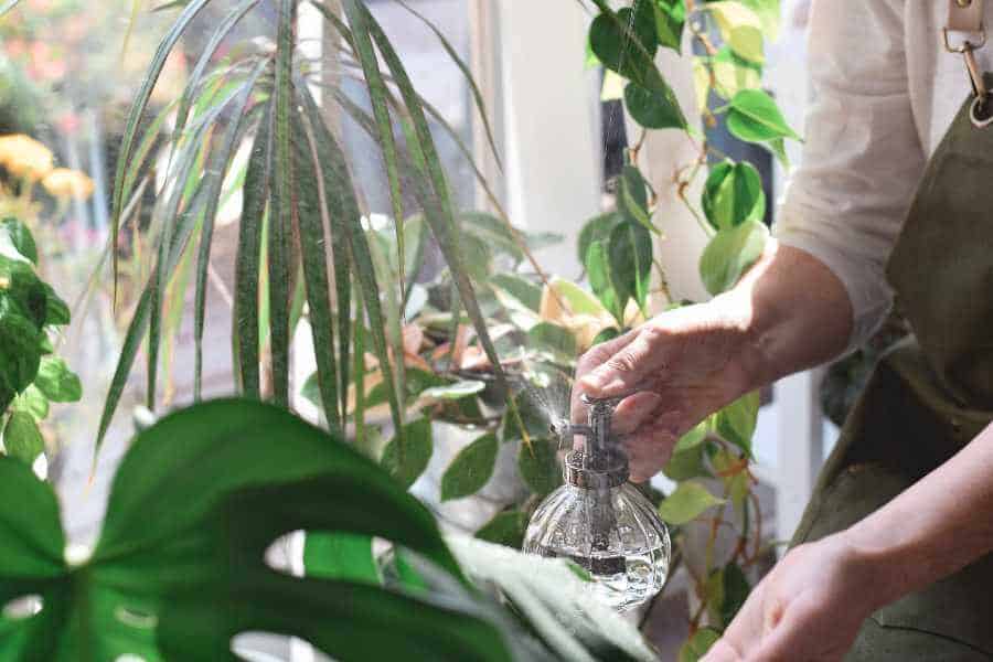 Aus Glasflasche werden Pflanzen mit ätherischen Ölen besprüht.