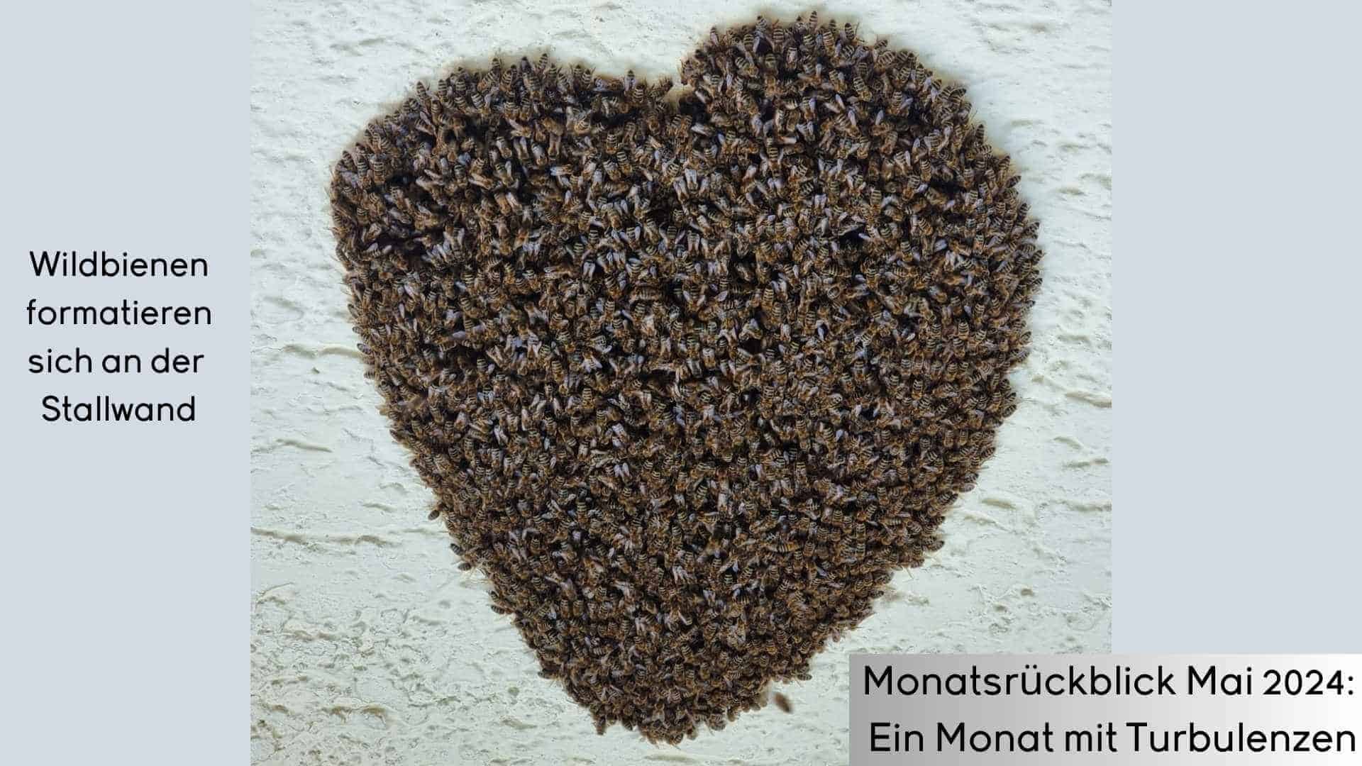 Ein Bienenschwarm hat sich an der Stallwand zu einem grossen Herzen formatiert