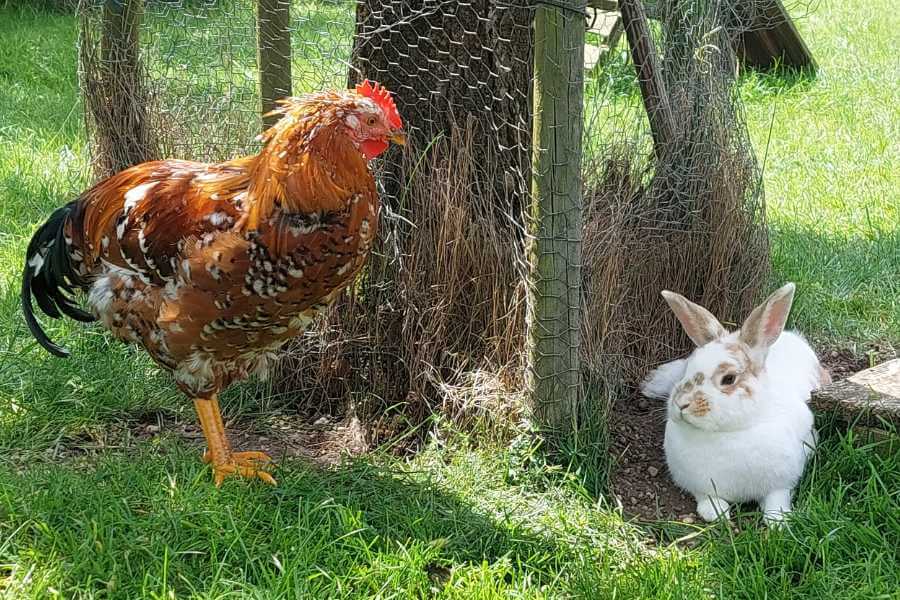 Ein junger bunter Hahn steht neben einem weiß-braunen Kaninchen, das in der Wiese liegt und betrachtet sie. Im Monatsrückblick findet sich viel Kommunikation unter den Tieren.