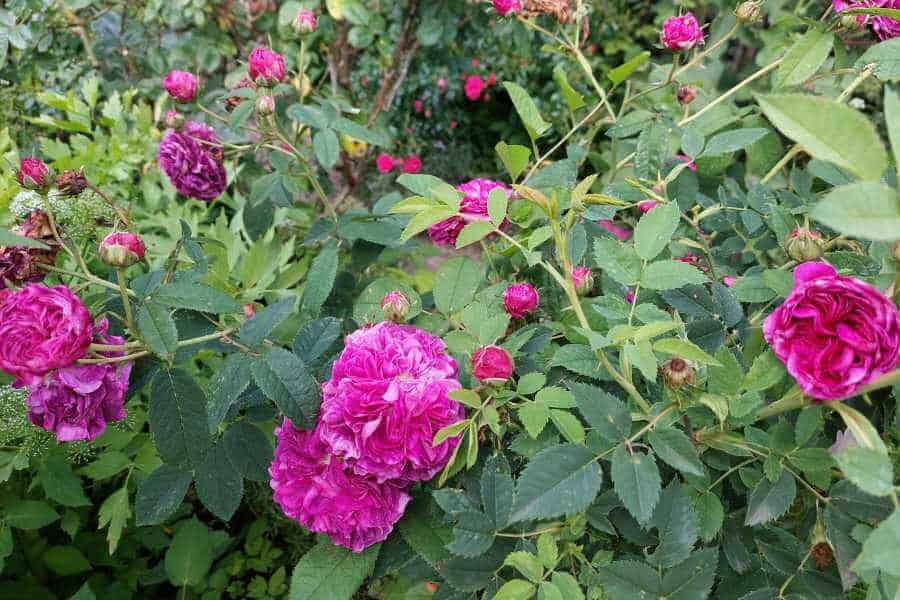 Pink farbene englische Rosen im Bauerngarten