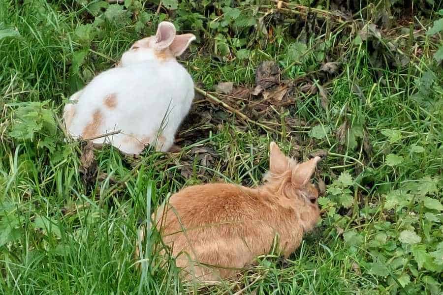 Zwei Kaninchen im Gras, ein weiß-braunes und ein Löwenköpfchen in rot-braun.