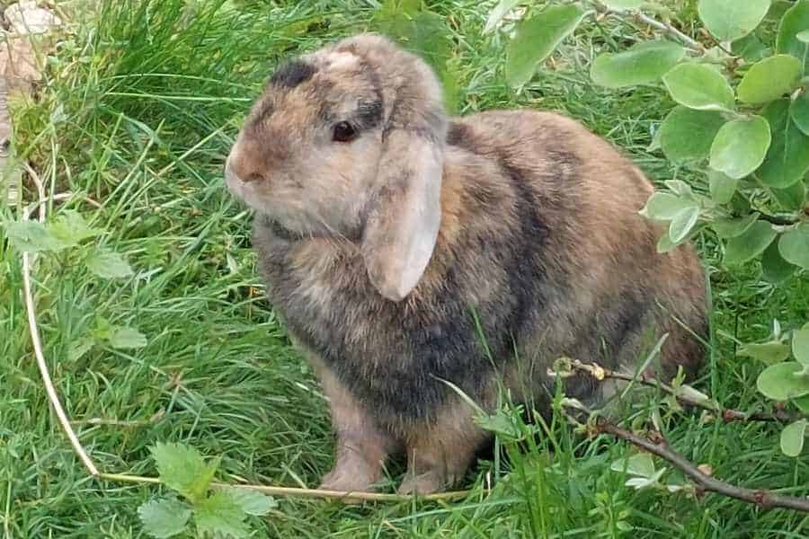 Ein Schlappohr-Kaninchen sitzt im Gras. Es ist braun-grau-orange gescheckt.