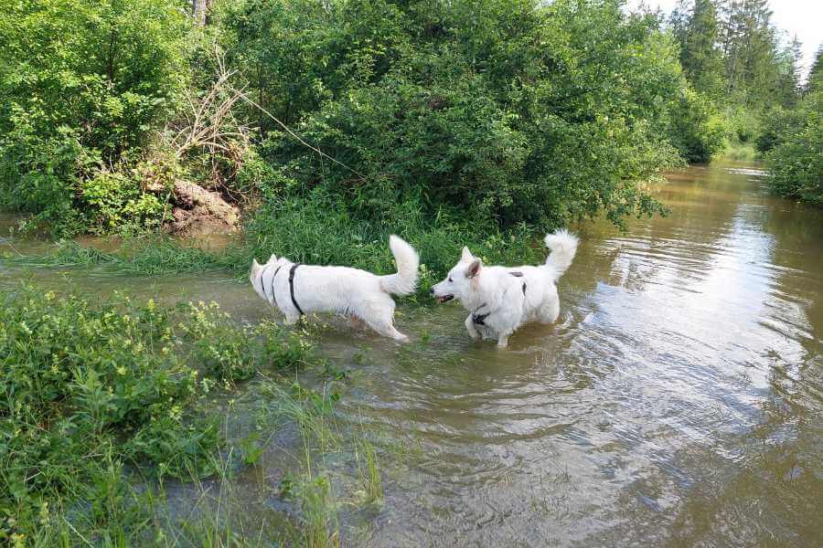 Zwei weiße Schäferhunde im Wasser am Waldrand