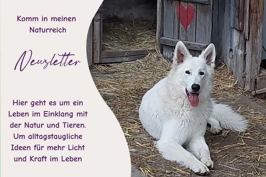 Newsletter Teaser mit weißem Schäferhund vor dem Stall