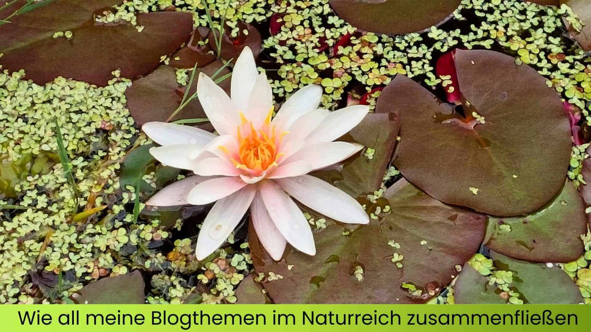 Eine Seerose im Miniteich blüht umgeben von Wasserlinsen