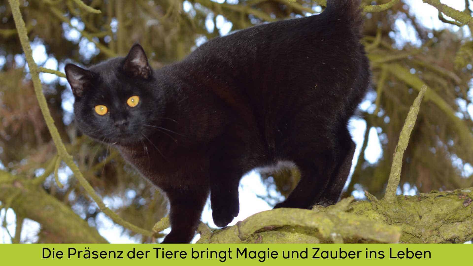 Ein schwarzer Kater mit bernsteinfarbenen Augen auf dem Ast eines Baumes