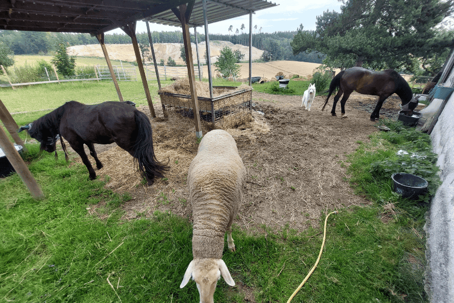 12-von-12 im Juli beginnt bei Marianne heute morgens um 6 Uhr. Sie lässt die Tiere alle aus den Ställen, füttert und versorgt sie.