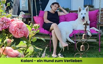 Ein Hund zum Verlieben