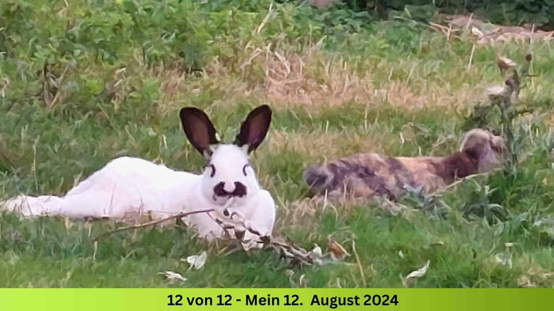 Häsin Bounty schwarz-weiss liegt mit dem grau-braun-melierten Hasen Schlumpfi-Strolchi am Abend völlig fertig im Gras