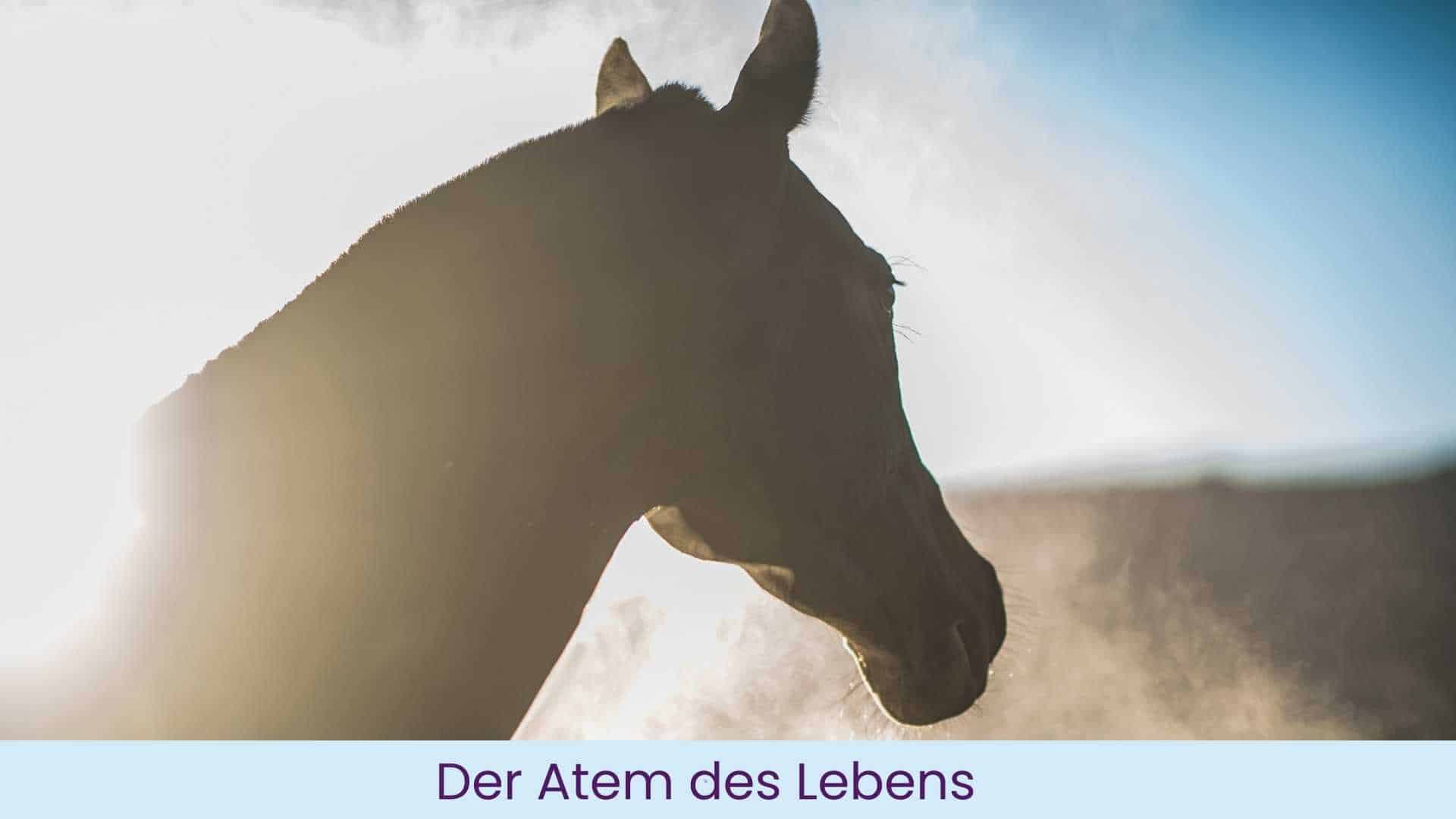 Ein Pferd prustet den Atem in die Morgendämmerung