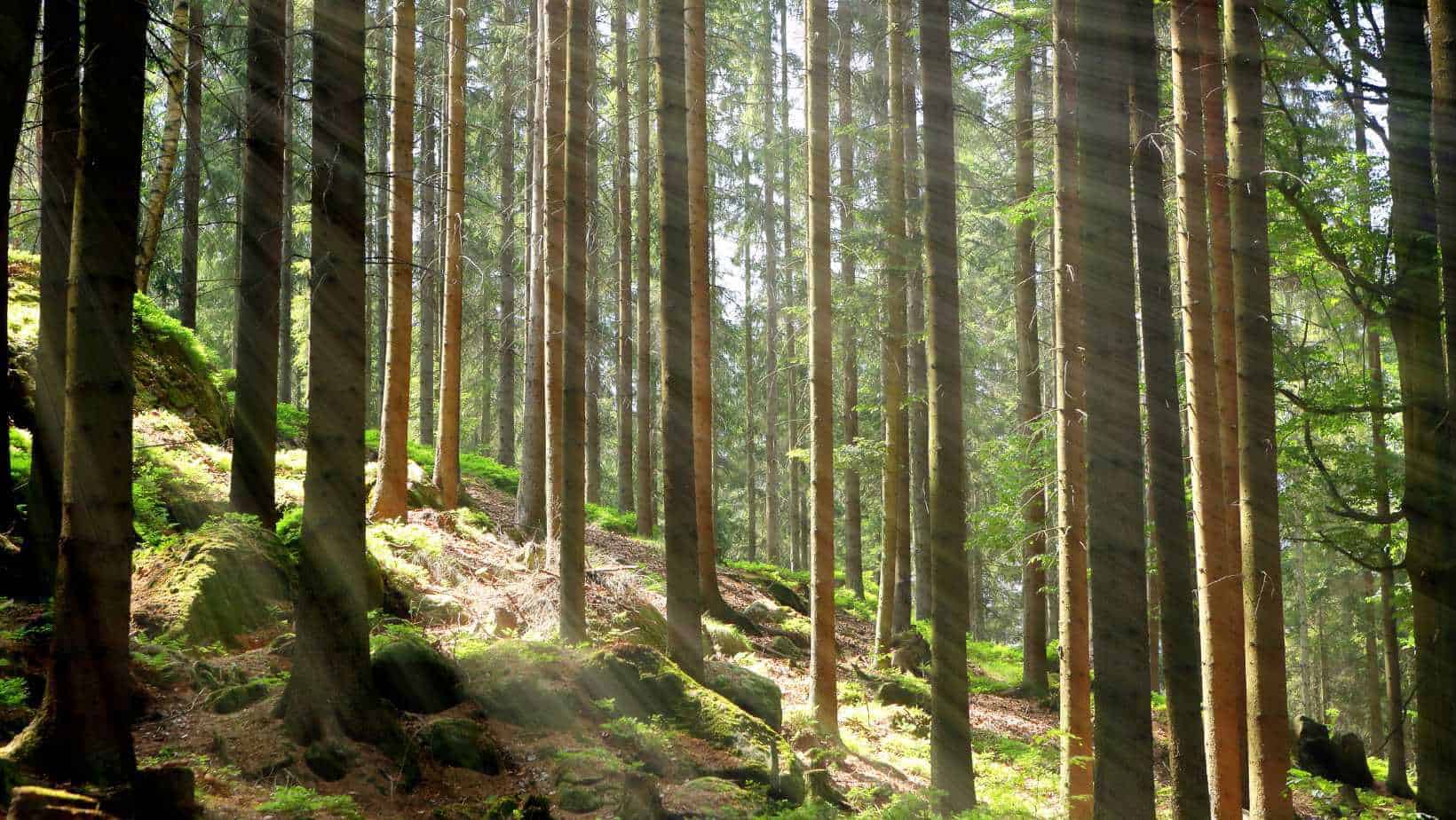 Ein Waldweg am Hang und die Sonne bricht hindurch. Ein Lieblingsweg von Marianne das ist sinnbildlich für die Liebe zur Natur, den Marianne verkörpert