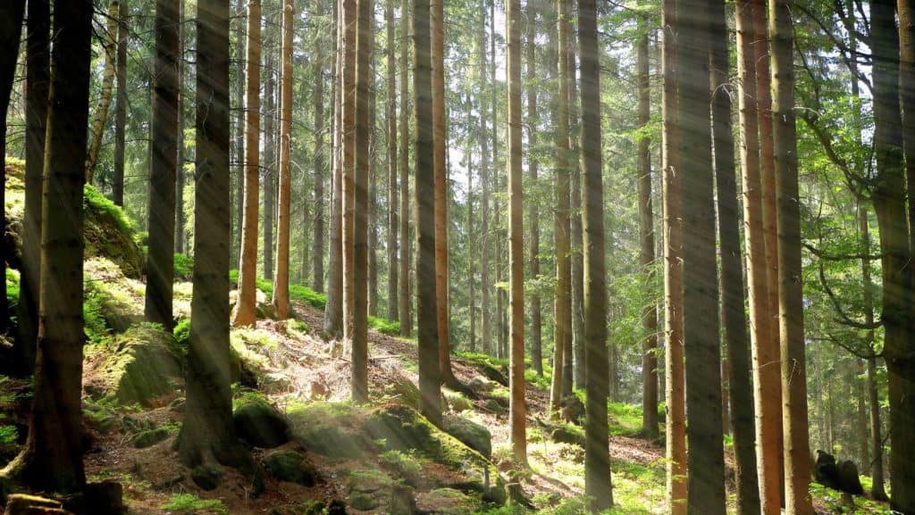 Im Wald bricht vom Hang herunter das Licht durch, es ist einer von Mariannes Lieblingswegen