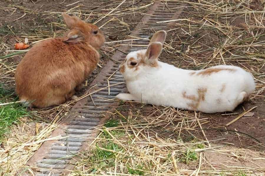 Zwei Kaninchenmödchen liegen im Gras. Lovis mit Loreley