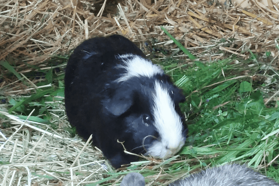 Beim Monatsrückblick fällt mir ein: Mucki ein Neuankömmling bei den Meerschweinchen