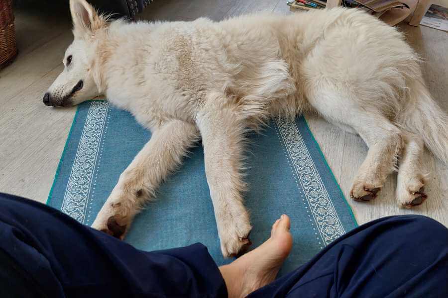 Hund Kalani liegt direkt auf der Yogamatte, auf der Marianne gerade Yoga macht. Auch er kommt zur Ruhe.