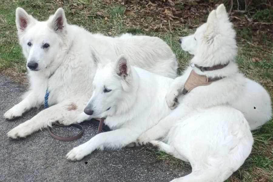 Joschi, Mieka und Kalani üben Abliegen und Warten am Straßenrand. Kalani der Welpe liegt auf Miekas Rücken und schaut aufmerksam.