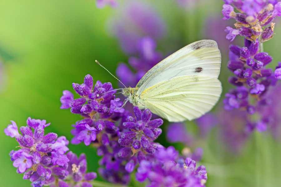 Zitronenfalter auf Lavendel