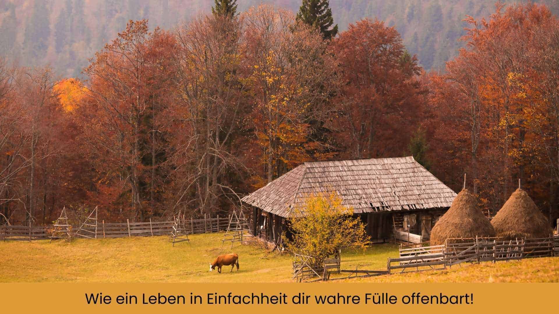 Ein einfaches Holzhaus mit einer Kuh auf der Weide und herbstlichen Bäumen um das Haus mit Strohhüttchen