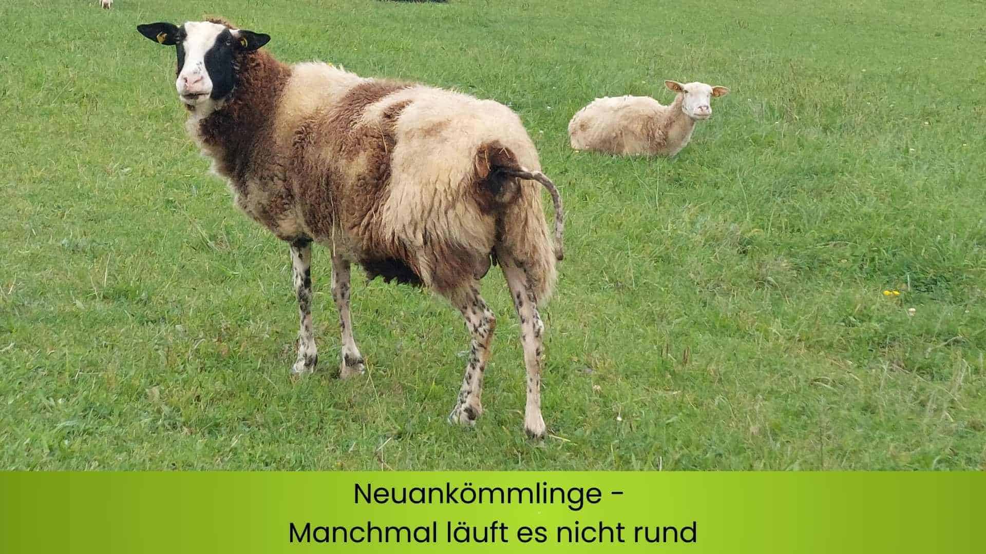 Neuankömmlinge die beiden Milchschafe Rosalie und Blanka