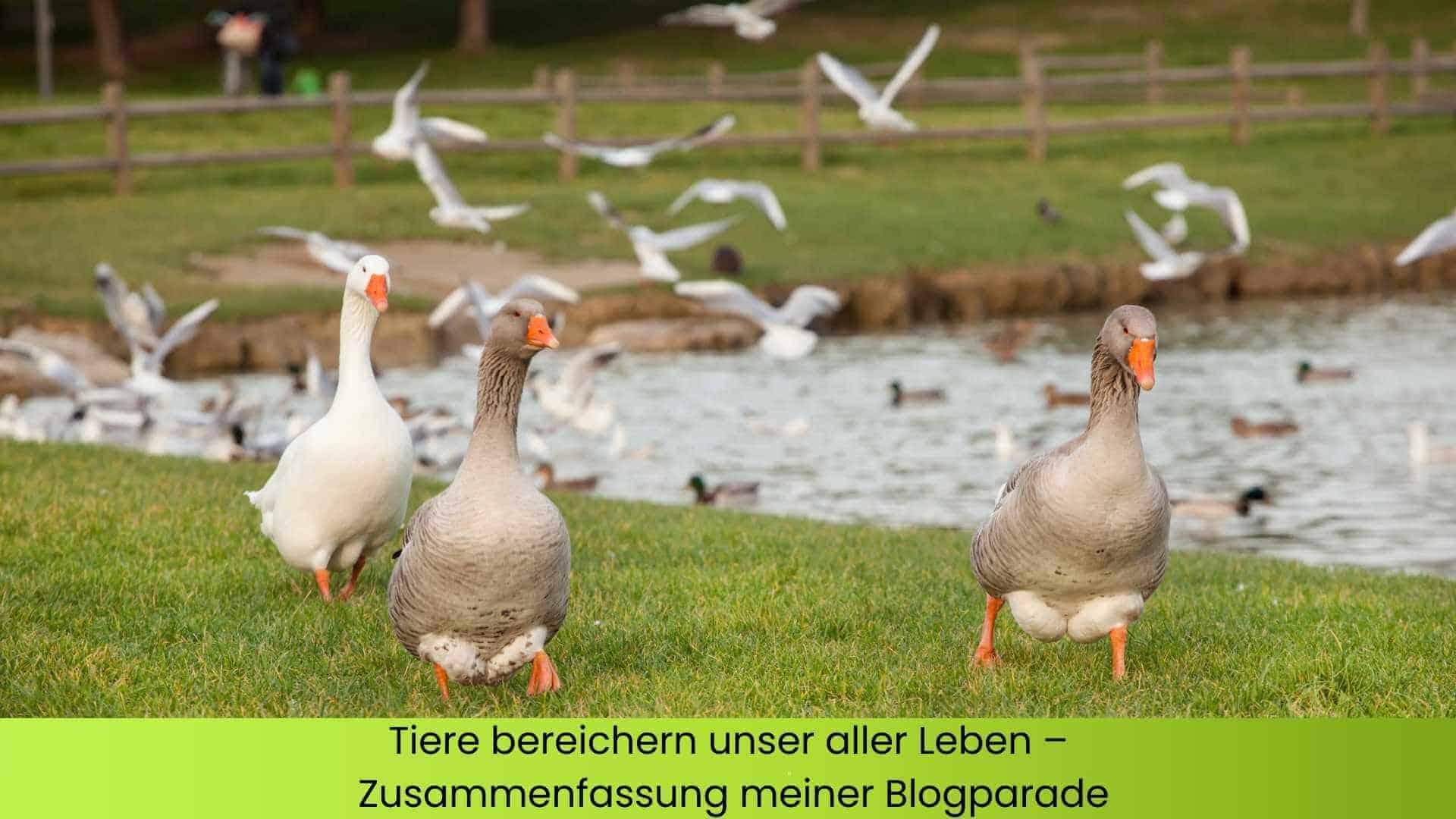 Gänse und Vögel am Teich