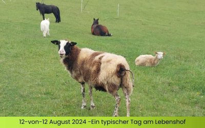 12-von-12 im September 2024 – Ein typischer Tag am Lebenshof