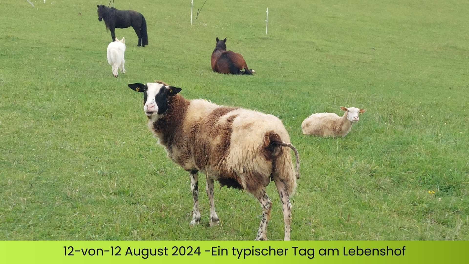 Die Tiere genießen die kühlen Tage auf der Weide