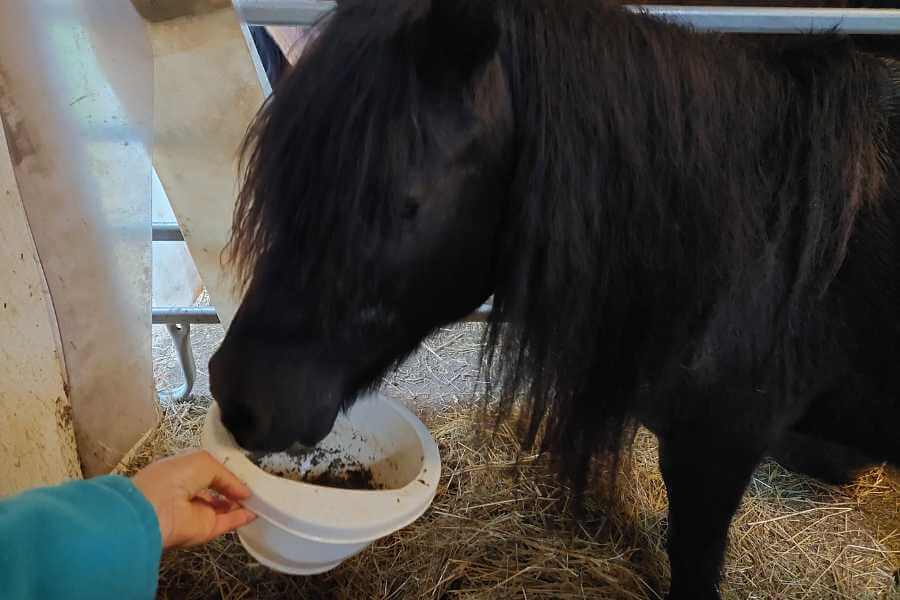 Pedi das Pony bekommt den morgendlichen Hustentee