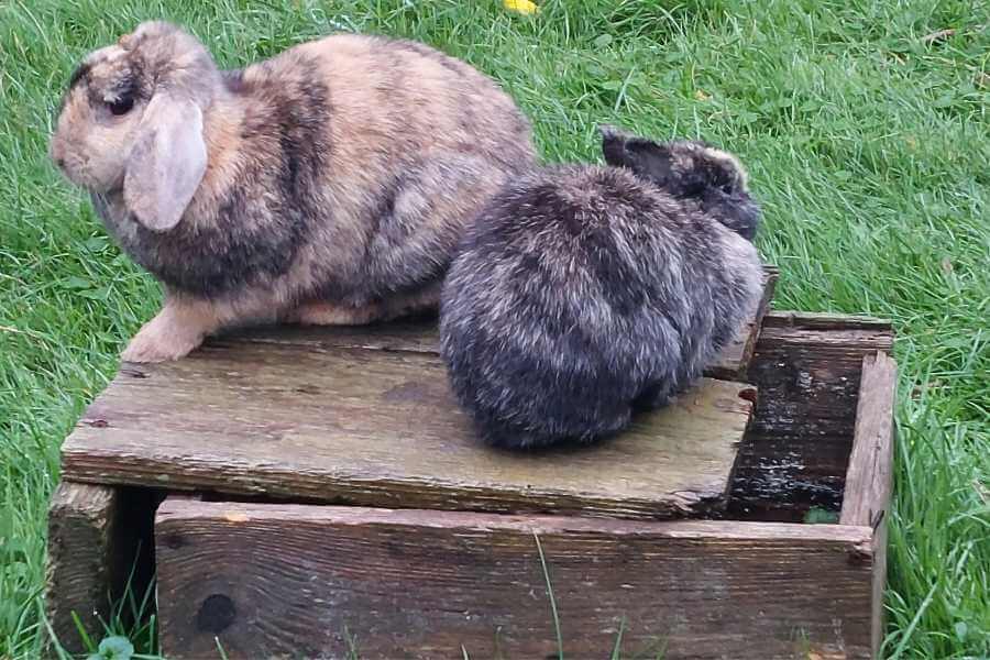 Strolchi und Malu die Kaninchen sitzen auf dem Holzhaus, weil ihnen der Boden zu nass ist