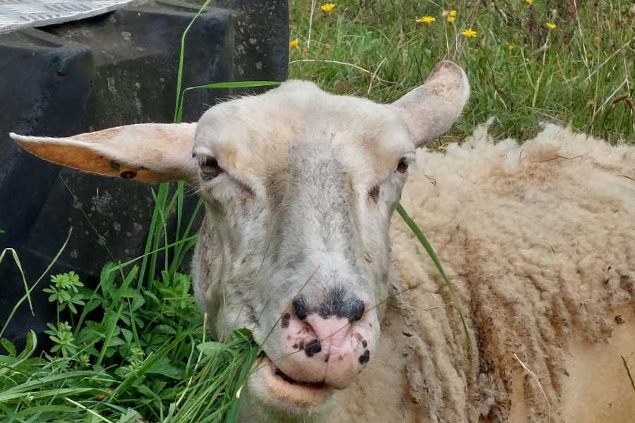 Schaf Rosalie hat den Mund voll Gras und liegt auf der Wiese