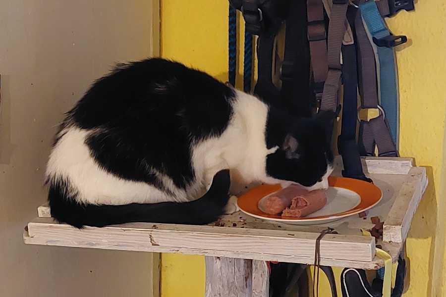 Katze Kelly schwarz-weiss gescheckt sitzt auf ihrem Katzenbaum und frisst