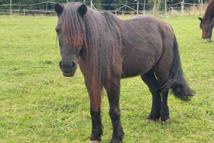 Rückblick auf harte Monate mit unserem Pony. Hier steht sie auf der Weide und sieht schon viel besser aus.