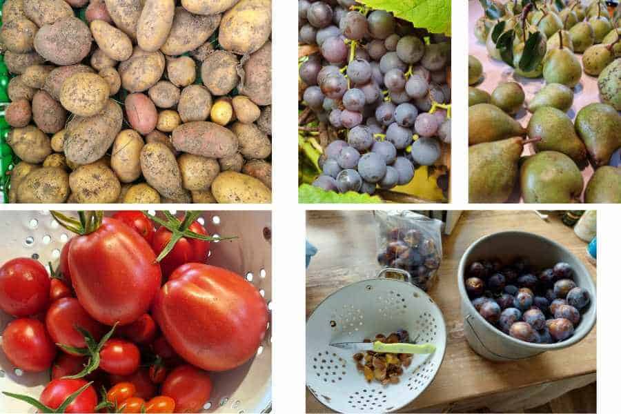 Der Rückblick zeigt auf einer Collage die Ernte aus dem Garten Kartoffeln, Trauben, Birnen, Tomaten, Zwetschgen