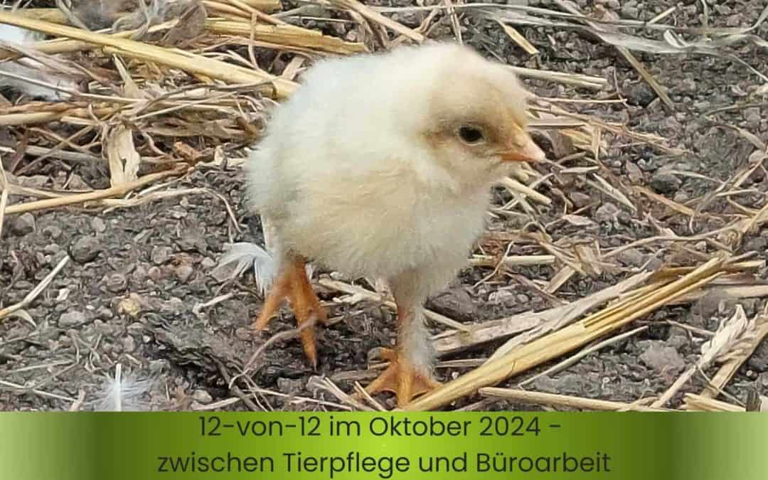 12-von-12 Oktober 2024 – Zwischen Tierpflege und Büroarbeit