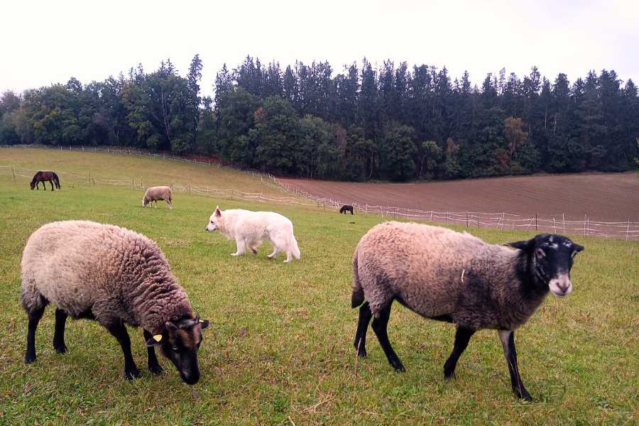 3 Schafe auf der Weide Hintergrund blauer Himmel