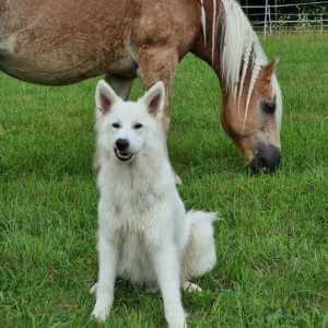 Weisser Schäferhund und ein grasender Haflinger auf der Seite Start