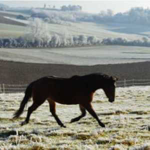 Pferd auf der Weide im Trab