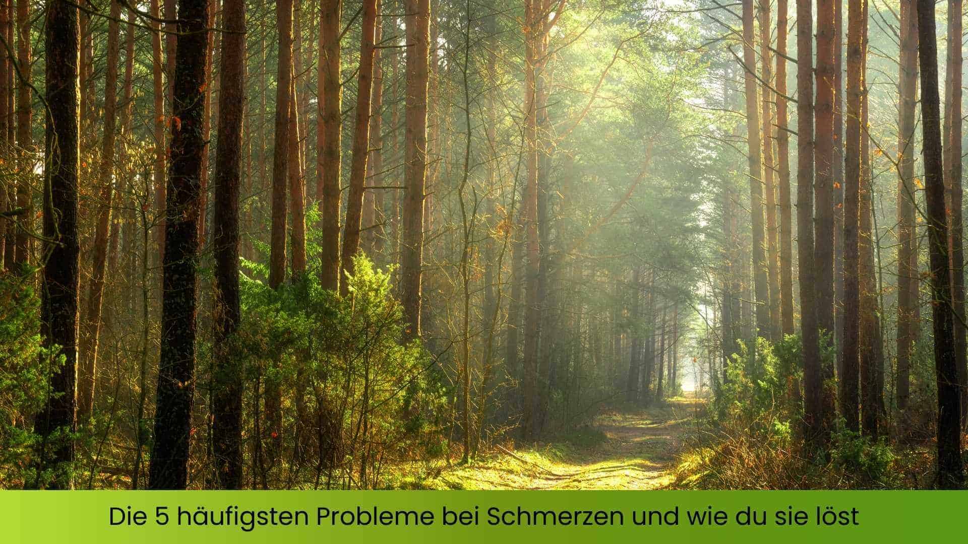 Sonnenstrahlen fallen in den Wald und erleuchten einen bemoosten Weg.