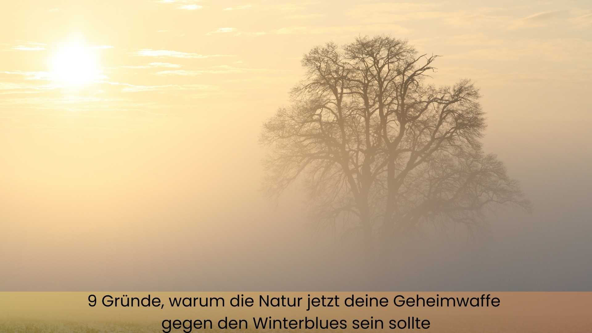 Kahler Baum im Nebel und im Hintergrund Sonnenaufgang