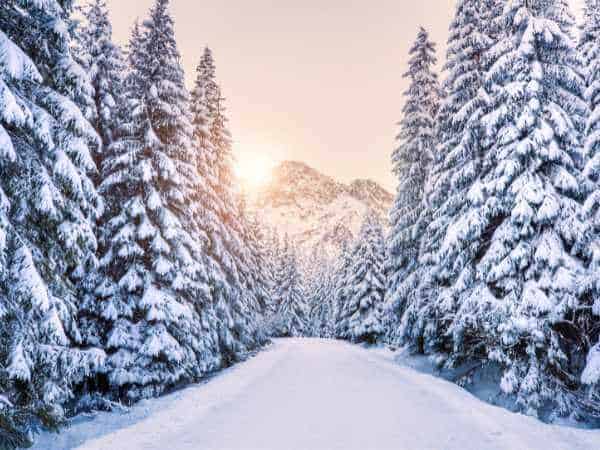 Ein verschneiter Wald durch den ein breiter verschneiter Weg führt im Hintergrund geht die Sonne auf