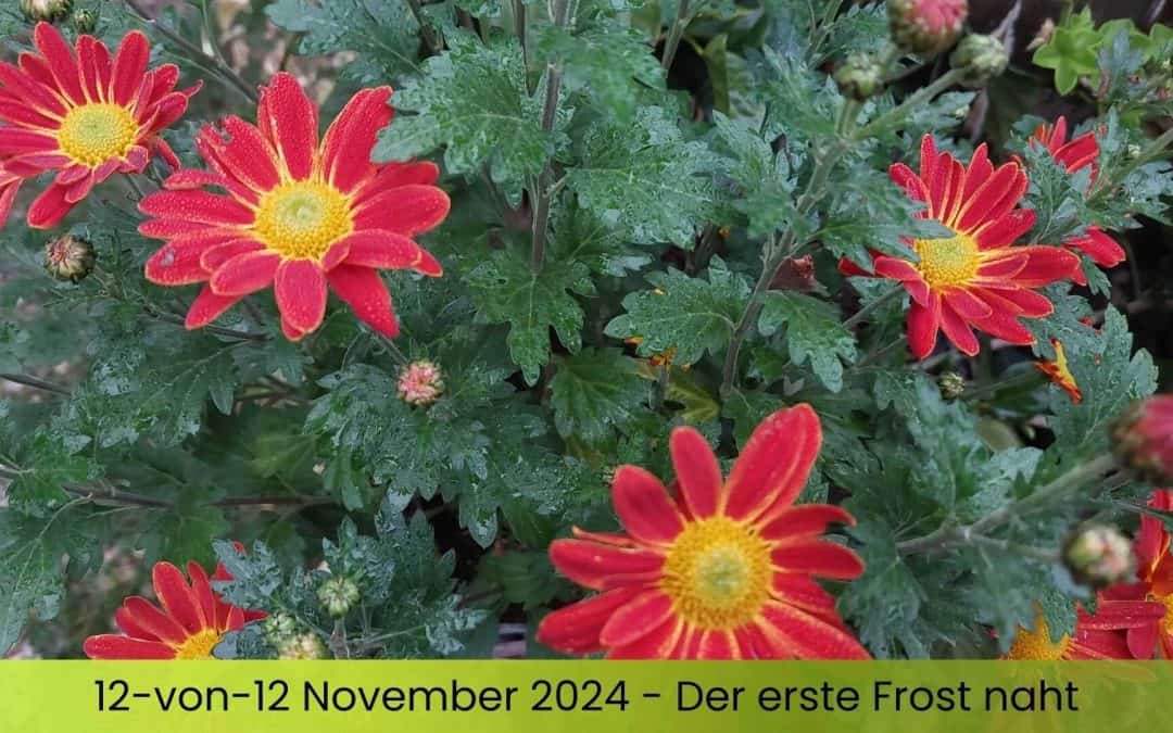 12-von-12 im November 2024 – Der erste Frost naht