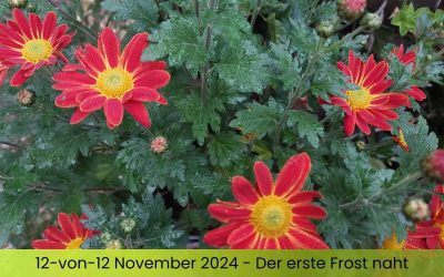 12-von-12 im November 2024 – Der erste Frost naht