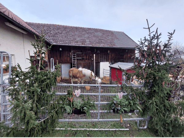 Der Innenhof mit Pferd und Hund und Tannenbäumen