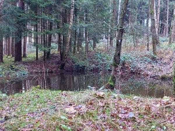 Ein kleiner Teich im Wald